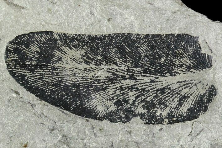 Pennsylvanian Fossil Fern (Macroneuropteris) Leaflet - Kentucky #112904